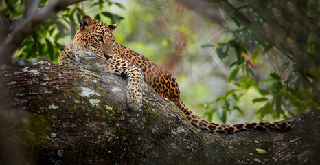 Sri Lankan leopard, Panthera pardus kotiya, laying on a tree,  surrounded by dense vegetation.  Yala national park, Sri Lanka. - obrazy, fototapety, plakaty