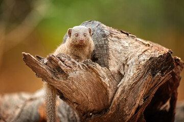 Dwarf mongoose, Helogale parvula, african smallest mongoose emerging from tree hole, blurred background. Eyes contact, dark brown colored agile hunter. On safari in Savuti, Botswana.