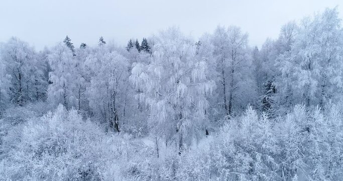 Moving closer to a large frost covered Birch tree in a boreal forest