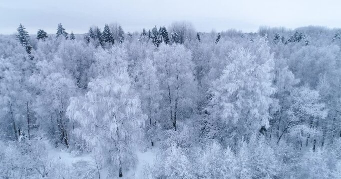 Movement through a frosty mixed forest with large Birch trees in Estonia