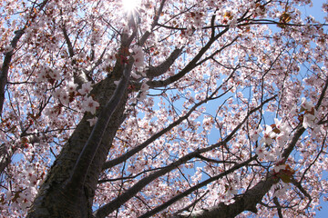 Cherry Blossom tree in bloom