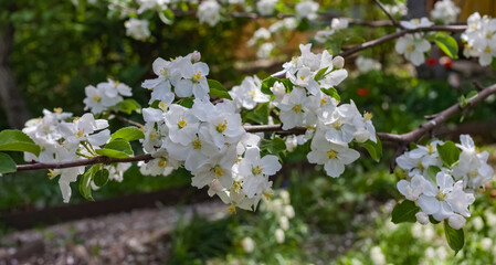 White Apple blossoms close-up on branches against a background of greenery in summer
