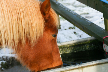 Close up shot of pretty chestnut pony drinking from water trough on a cold winters day in rural...