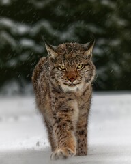 Linx in winter