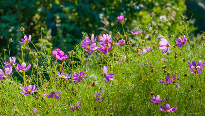 Cosmea flowers  on the background of greenery in summer