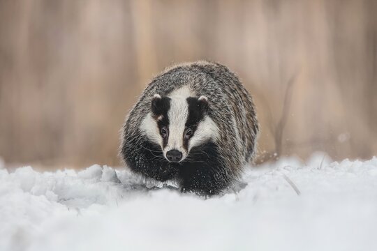 Running Badger On Snow