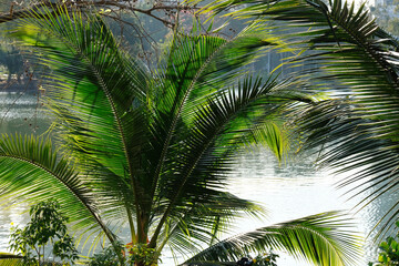 Fototapeta premium palm tree leaves