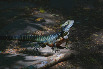 Proudly posing Australian water dragon, Intellagama lesueurii, on a path in the Blue Mountains in Katoomba, New South Wales, Australia