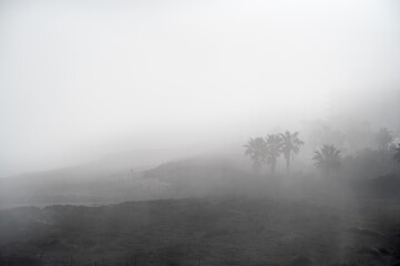 Obraz na płótnie Canvas Beach dunes with palm trees at the Mediterranean coast in fog, Spain