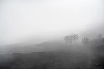 Fototapeten Beach dunes with palm trees at the Mediterranean coast in fog, Spain © Loes Kieboom
