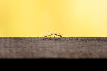 Two meeting weaver ants on wood on a yellow background as a symbol for communication and team work