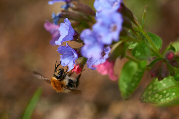 Ackerhummel an Lungenkraut  © Karin Jähne
