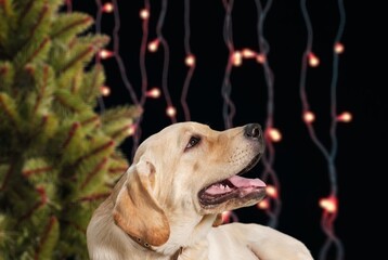 Cute young dog posing in christmas setting