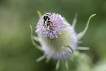 Garden Bee's, flowers and wildlife