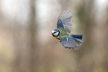 Blue tit