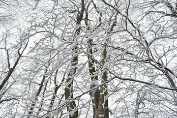 Białe drzewa, szadź i śnieg na drzewach, Bieszczady, piękna biała zima w górach. White trees, rime and snow on trees, beautiful winter.