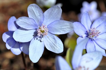 W pełnym rozkwicie kwiaty przylaszczki pospolitej (Hepatica nobilis) - obrazy, fototapety, plakaty