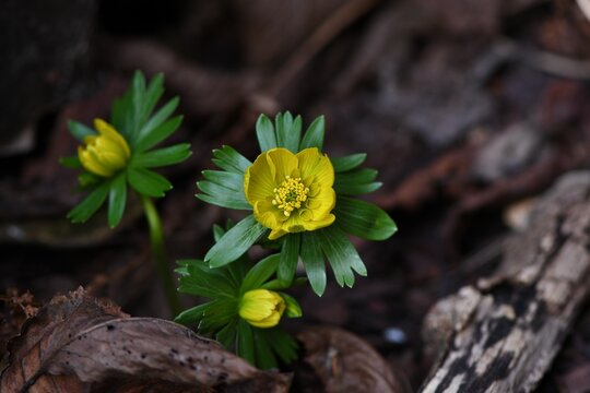 Wczesno rozkwitły Rannik zimowy (Eranthis hyemalis)