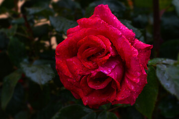 single red rose