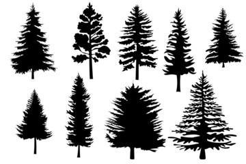 Pine tree silhouettes set isolate. Pine tree silhouette hand drawn collection. Vector illustration