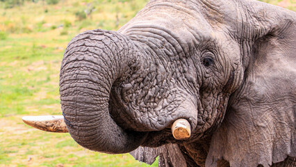 A close-up of an African Elephant drinking  - Waterberg, South Africa.