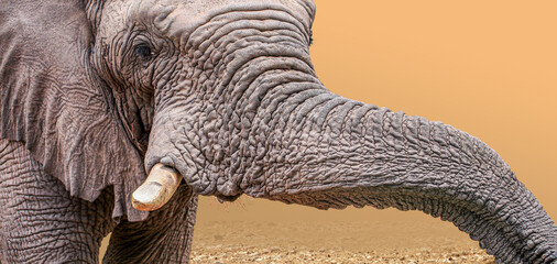 A close-up of the wrinkled skin texture of the head and trunk of an African Elephant  - Waterberg, South Africa.