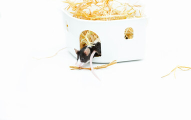 black and white little satin mouse crawls out of a box of hay on a white background with copy space. A domestic animal from the rodent family.