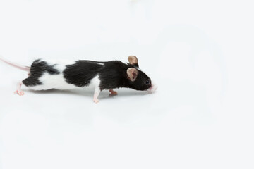 Fototapeta na wymiar Black and white satin house mouse crawling from left to right on a white background with copy space