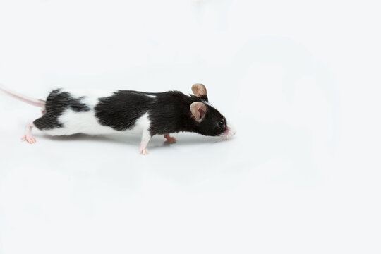Black and white satin house mouse crawling from left to right on a white background with copy space