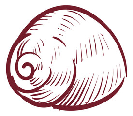 Hand drawn sea shell. Marine animal sketch