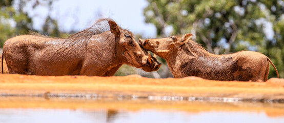 A pair of Warthogs share a tender moment at a waterhole in the Waterberg Region of South Africa.