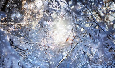 Fantasy Winter landscape, snowy forest and  sun. The untouched snow sparkles.