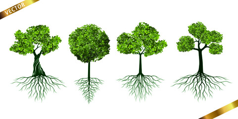 Collection of Green Tree with Roots Isolated on White Background. Vector outline Illustration. 
