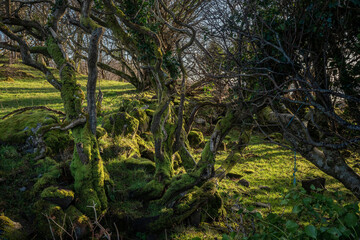 Fairytale trees overgrown with moss in Ireland