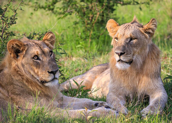 Two young Lions watching and waiting in the Waterberg Region, South Africa.