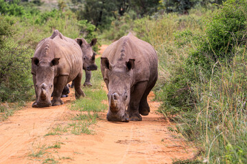 Obraz premium A 'crash' of White Rhinos making their way up a dirt road in the Waterberg Region, South Africa.