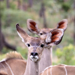 Fototapeta premium Kudu does, Waterberg, South Africa