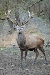 Hirsch im Wald