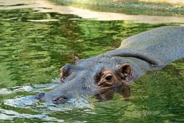 Kopf eines Flusspferdes im Wasser