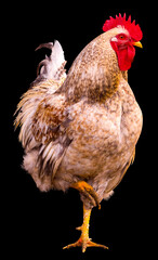beautiful male rooster isolated on a black background. farm. Domestic bird
