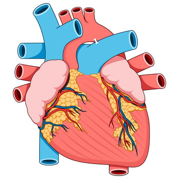 Human heart anatomy 2d