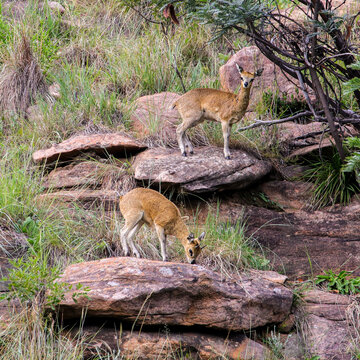 A mating pair of Klipspringers on a rocky hillside in the Waterberg, South Africa.