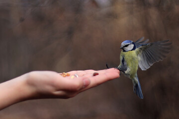 bird on a hand