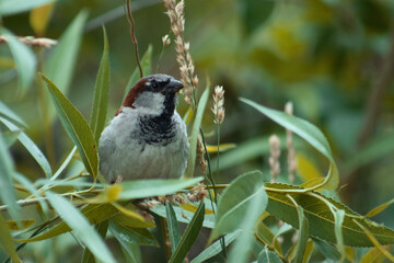 Sparrow in the grass