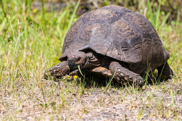 Naklejka na ściany i meble A Mountain Tortoise grazing whilst walking across the bush in the Eastern Cape, South Africa.