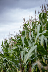 Corn Crop field 