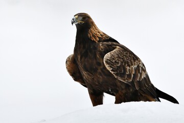Golden eagle on snow in the winter forest