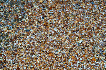 Seaside. Sea bottom. Shell rock.