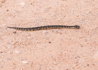 A highly venomous Puff Adder slithers across the sandy terrain in the Eastern Cape, South Africa.