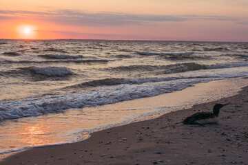 Beach. The bird incubates its eggs on a deserted beach.